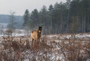 Forest  Pony